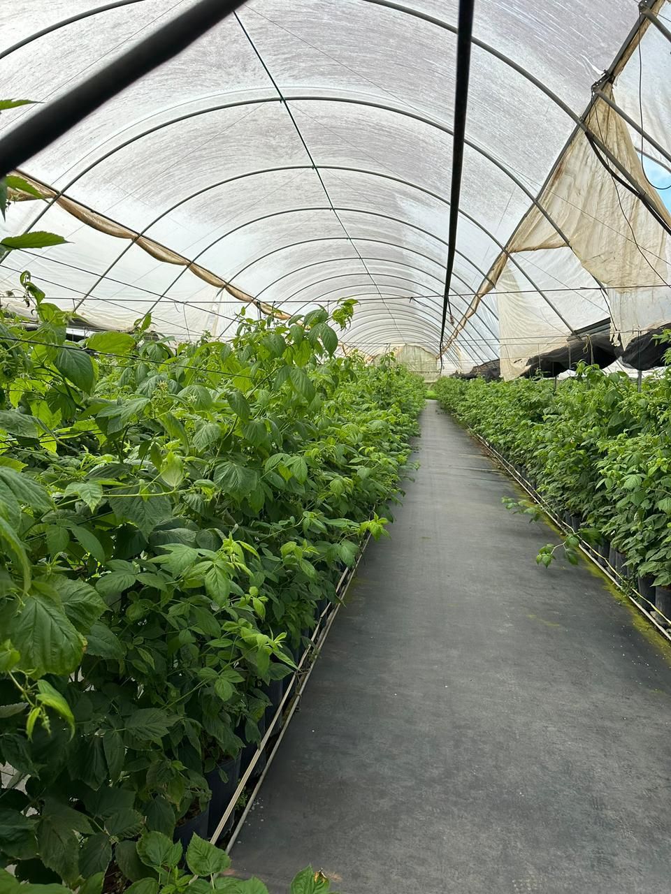 Plantas de frambuesa en evaluación bajo túnel