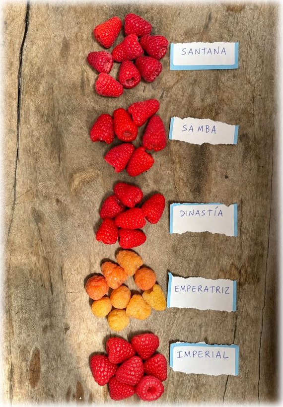 Frutos de Santana, Samba, Dinastía, Emperatriz e Imperial, cada uno con su etiqueta