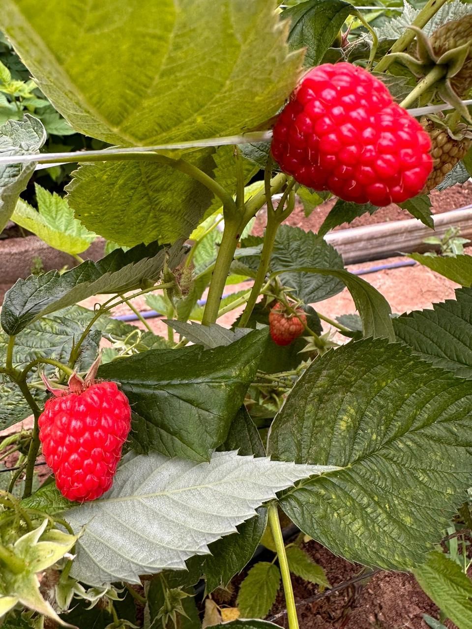 Frambuesas grandes en la planta
