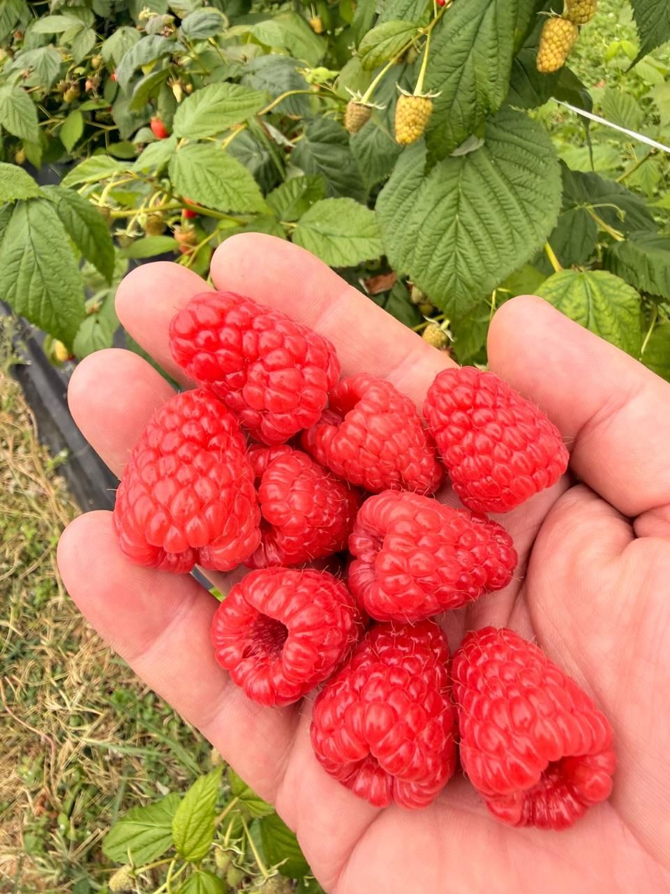 Frambuesas en la mano, en la planta