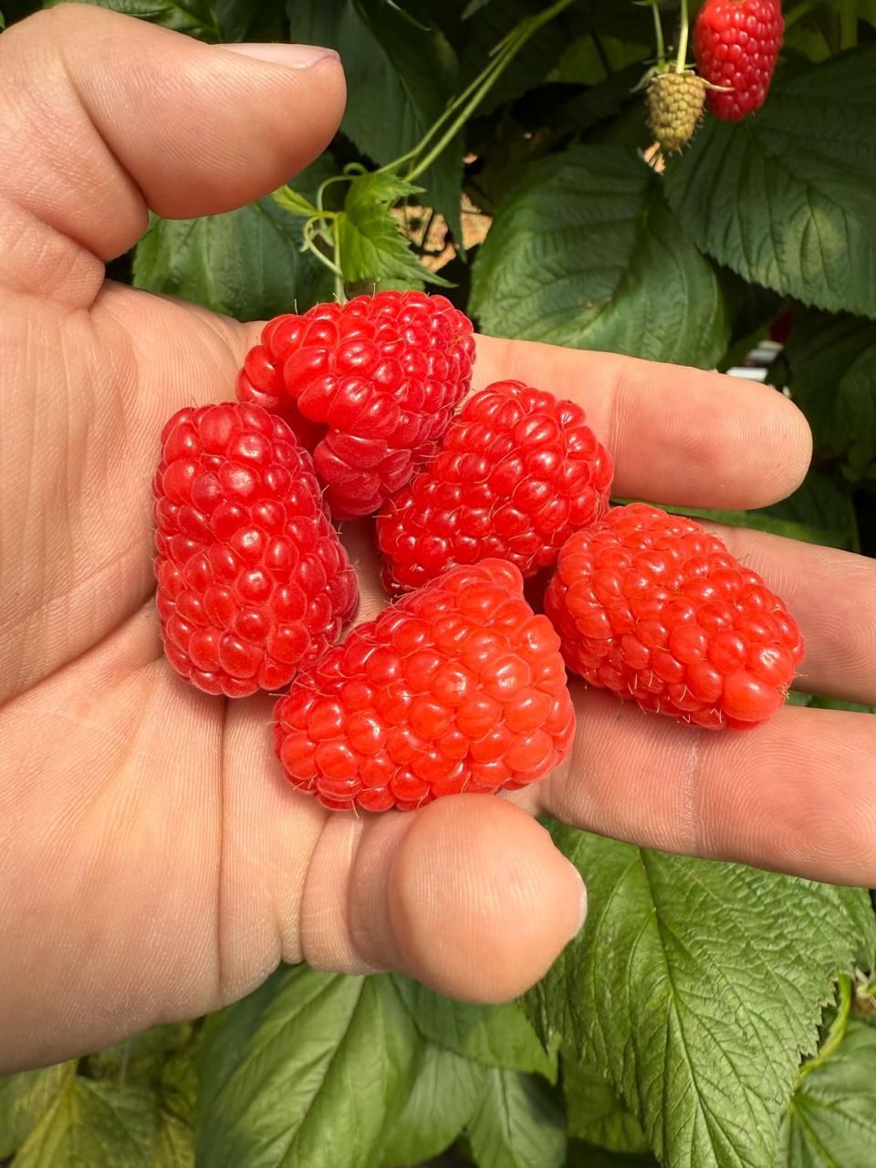 Frambuesas recién cosechadas en la mano