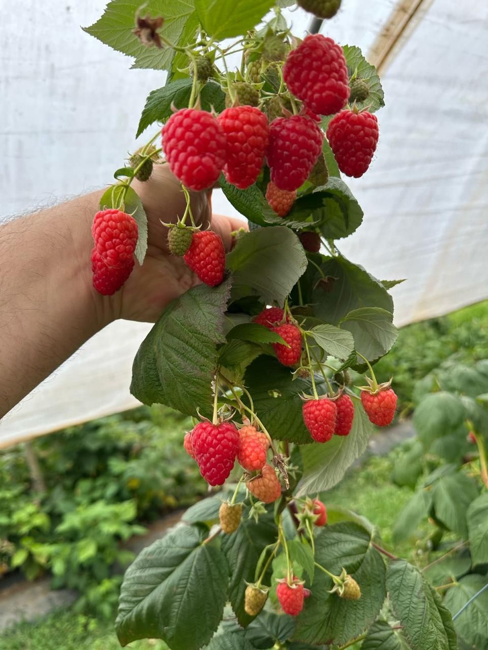 Racimo de frambuesa madura