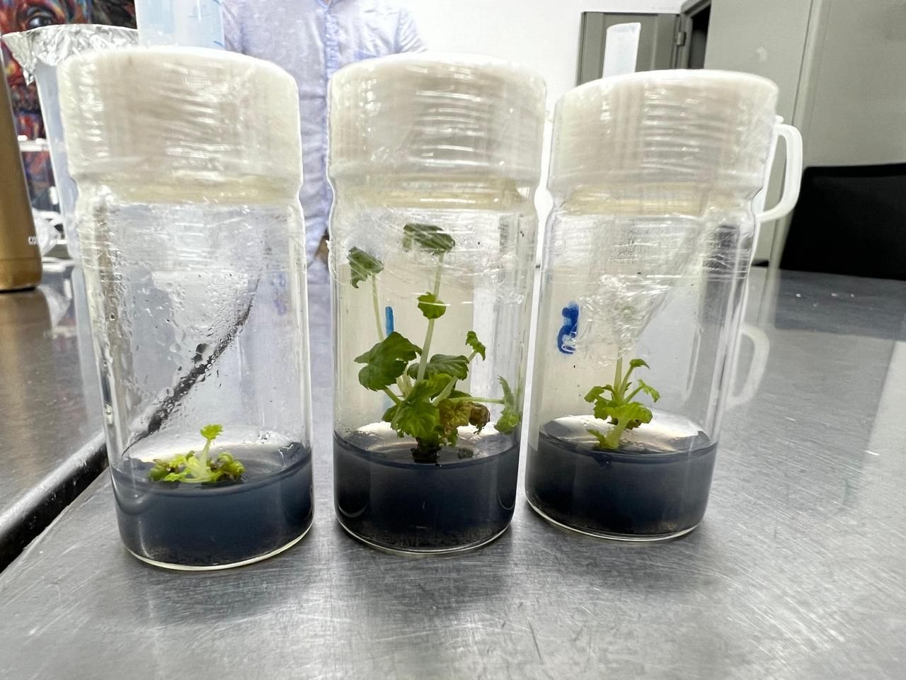 Plantas en cultivo in vitro