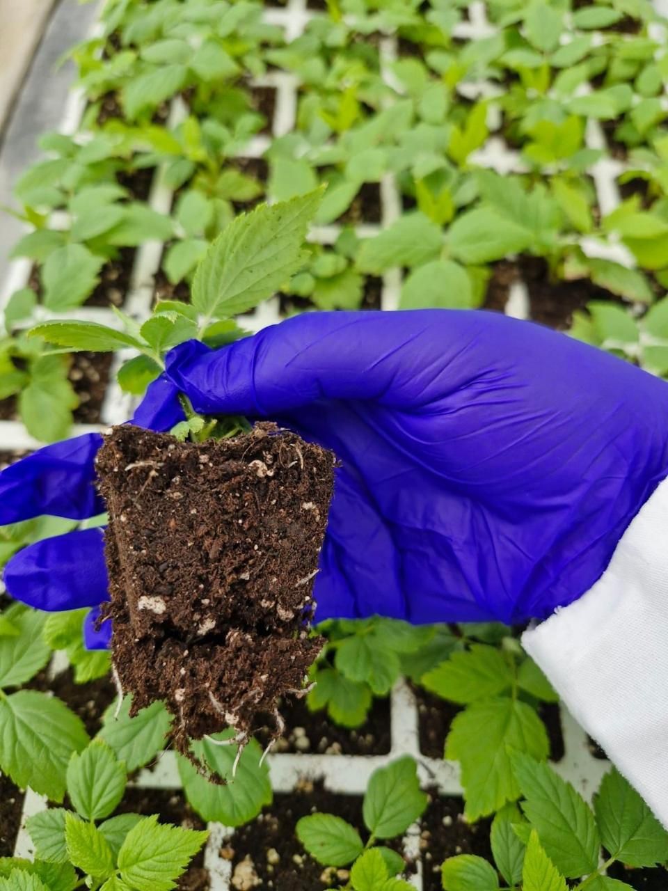 Planta joven en sustrato