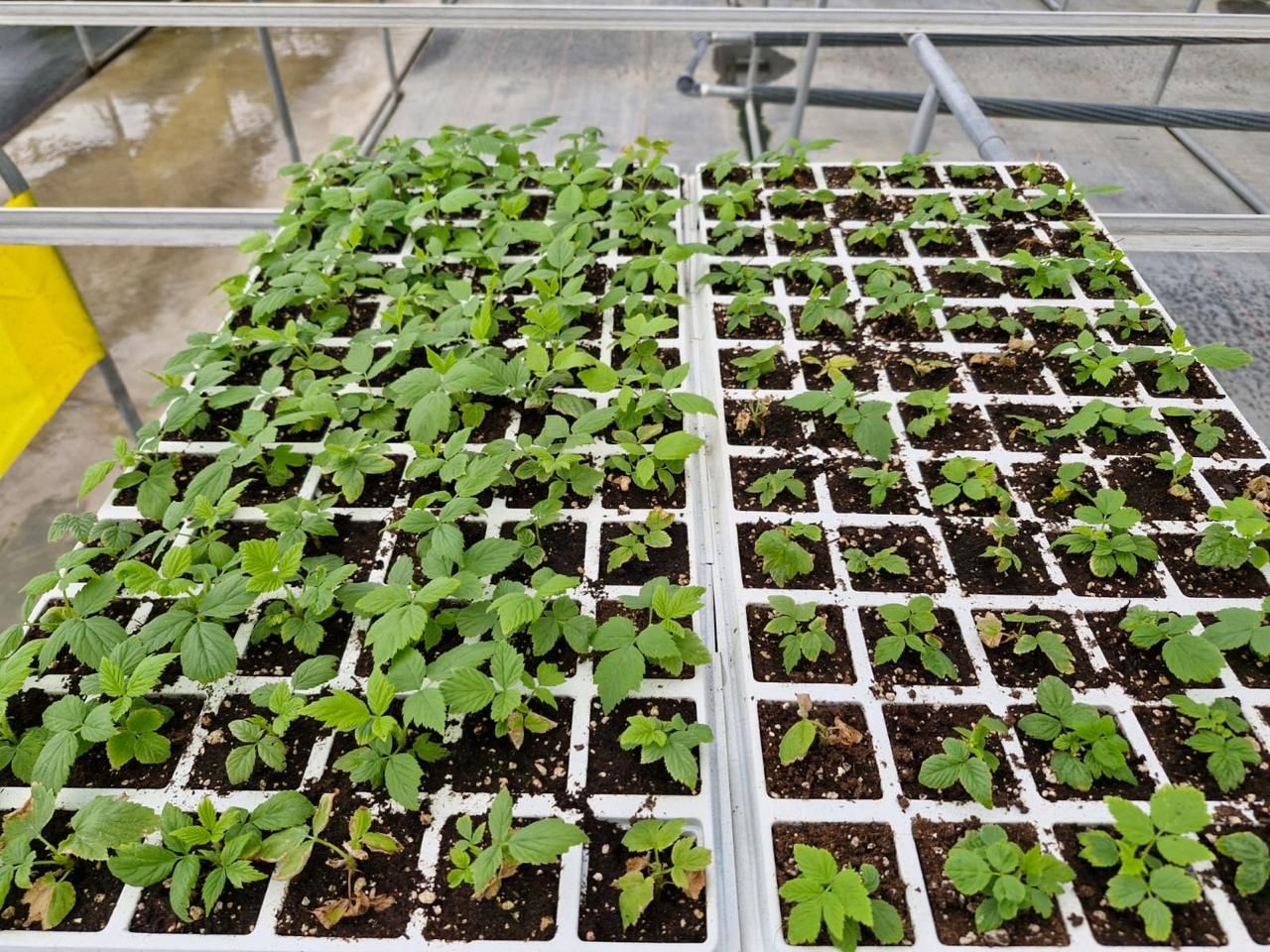 Charolas de plántulas en vivero