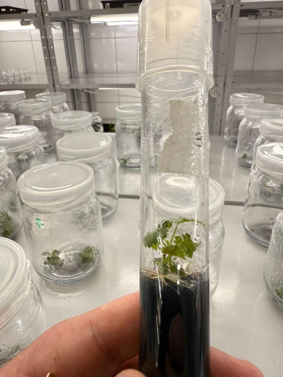 Planta en cultivo in vitro en tubo
